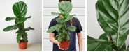 House Plant Shop Ficus Lyrata Fiddle Leaf Fig Live Plant, 6" Pot